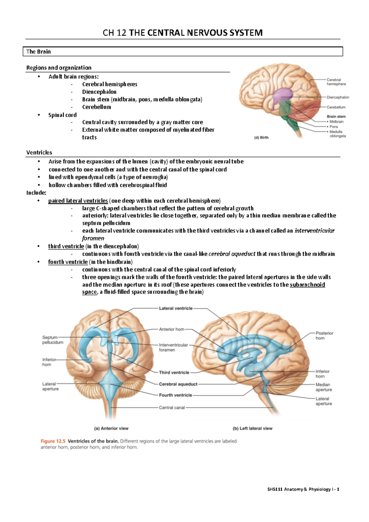 Summary - The Central Nervous System (Ch12) - SHS111 Anatomy ...