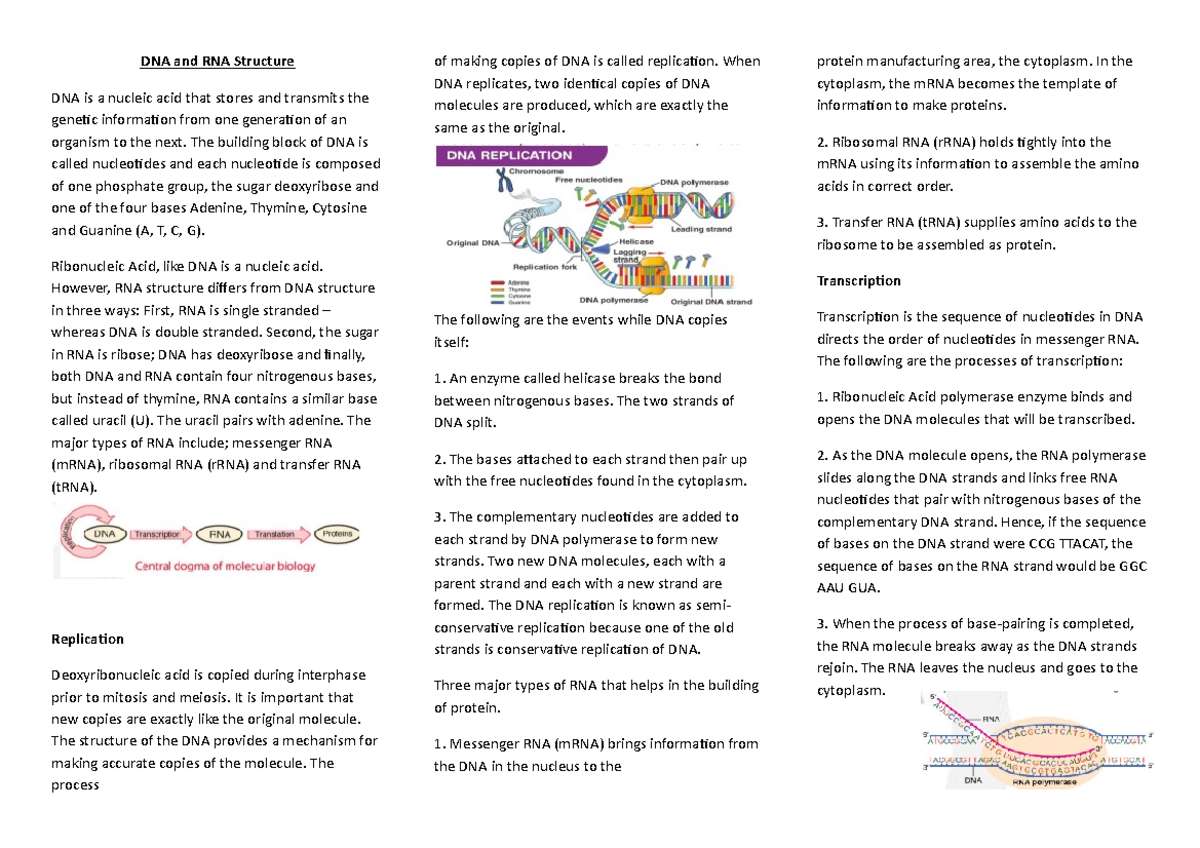 Notes - DNA and RNA Structure - DNA and RNA Structure DNA is a nucleic ...