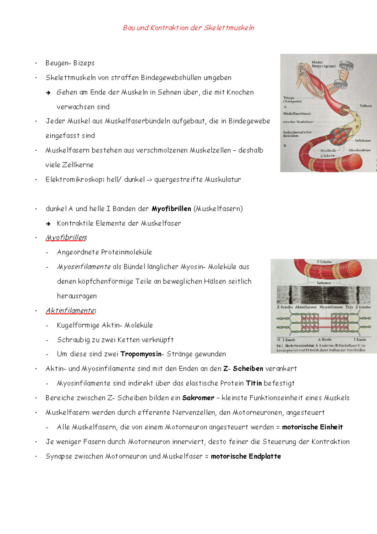 Bau Und Kontraktion Der Skelettmuskeln Biologie Studocu