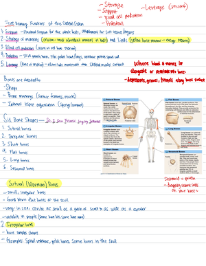 BSC2085 Lesson 10-11 - Yung Su At FSU - BSC 2085 - Studocu