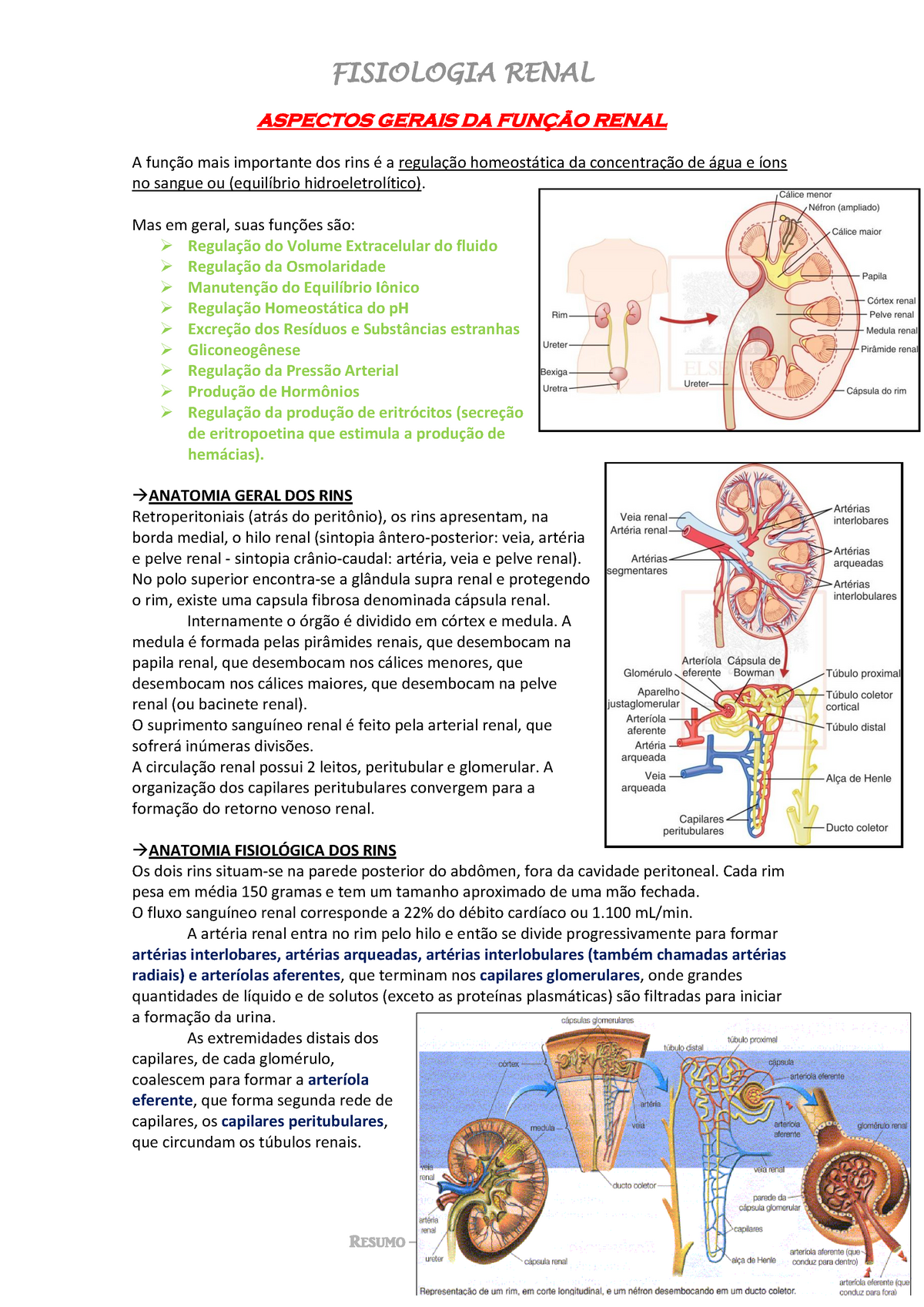 Resumo Fisiologia Renal Fisiologia Renal Aspectos Gerais Da Renal A Mais Importante Dos Rins