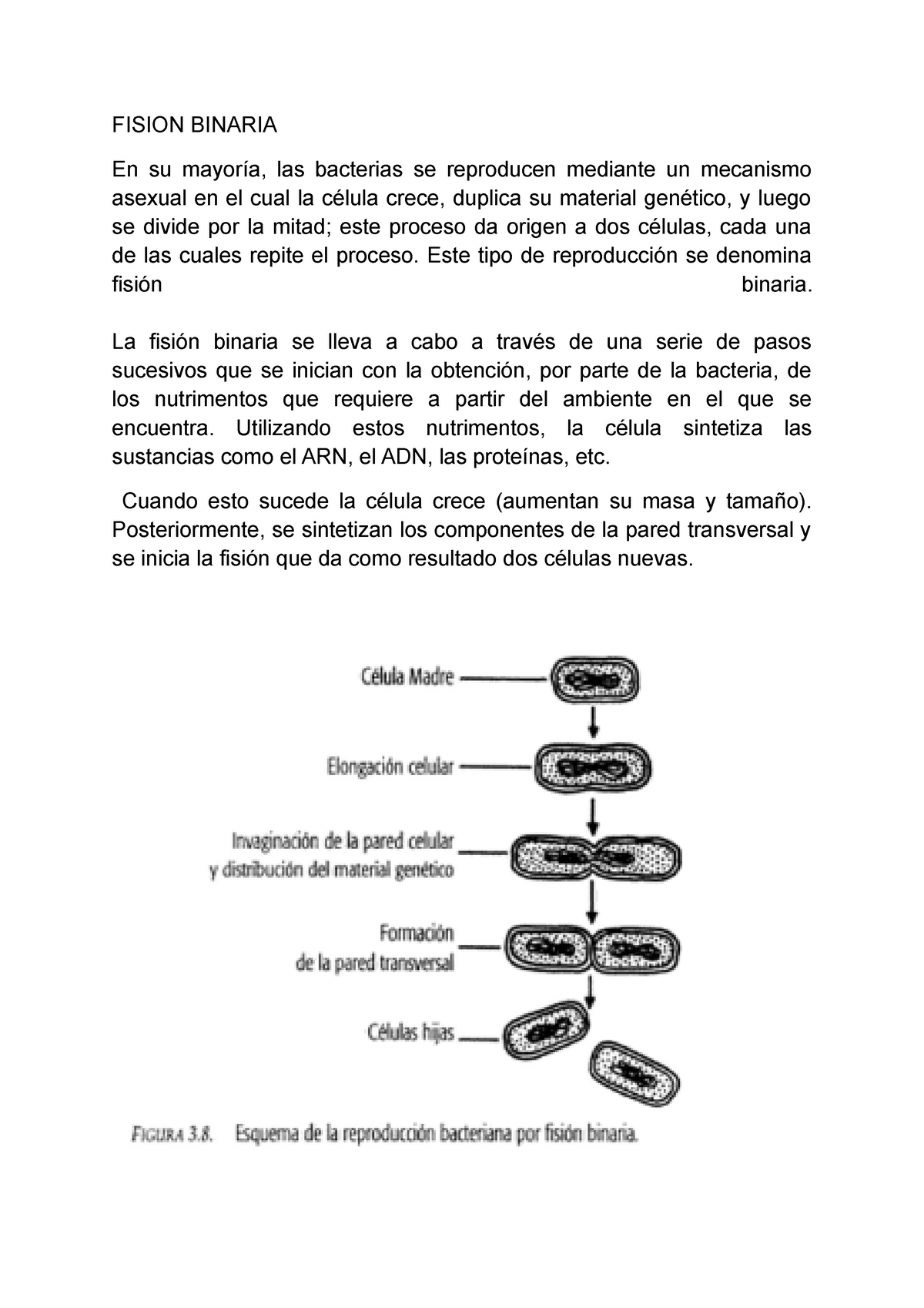 bacterias de fisión binaria