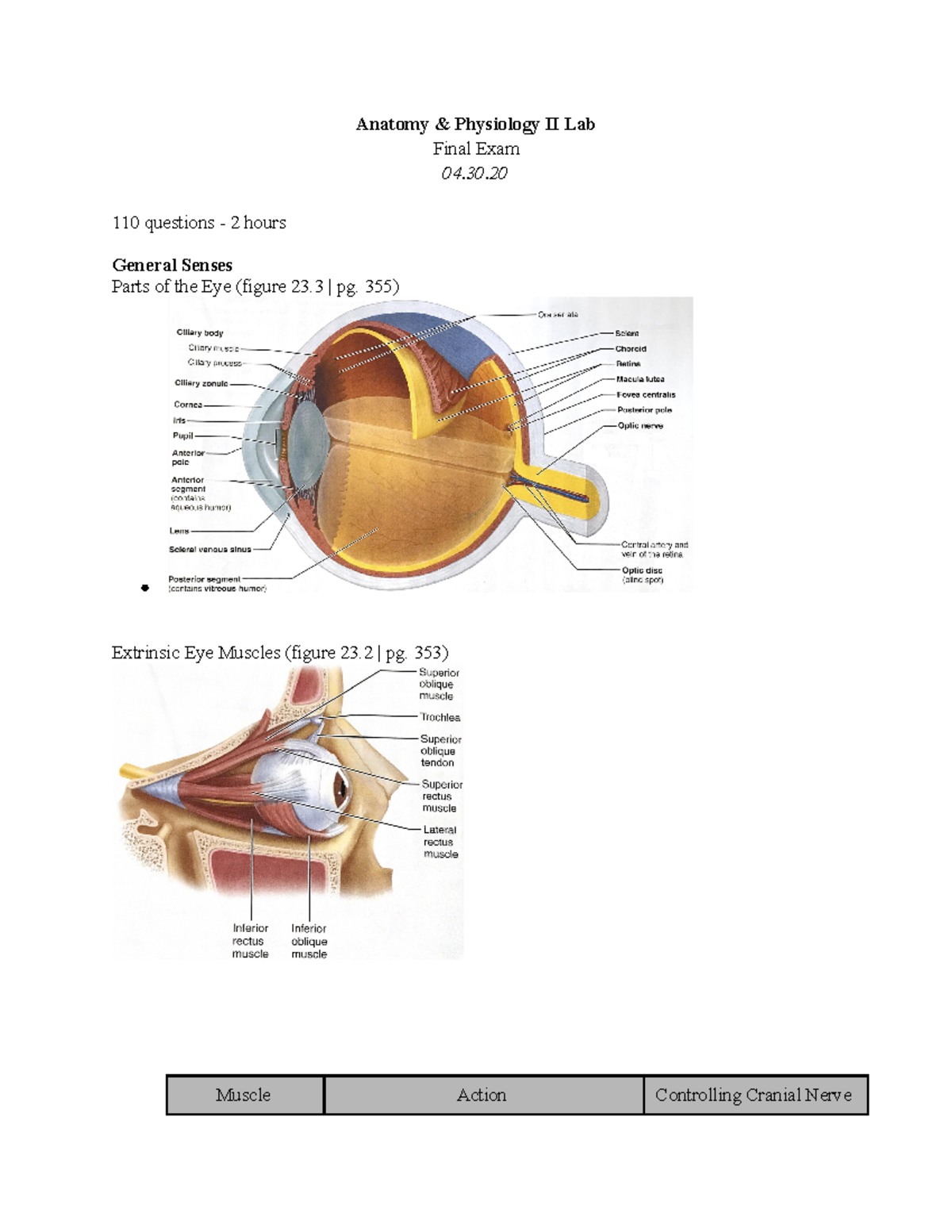 Final Exam Study Guide - Anatomy & Physiology II Lab Final Exam 04. 110 ...