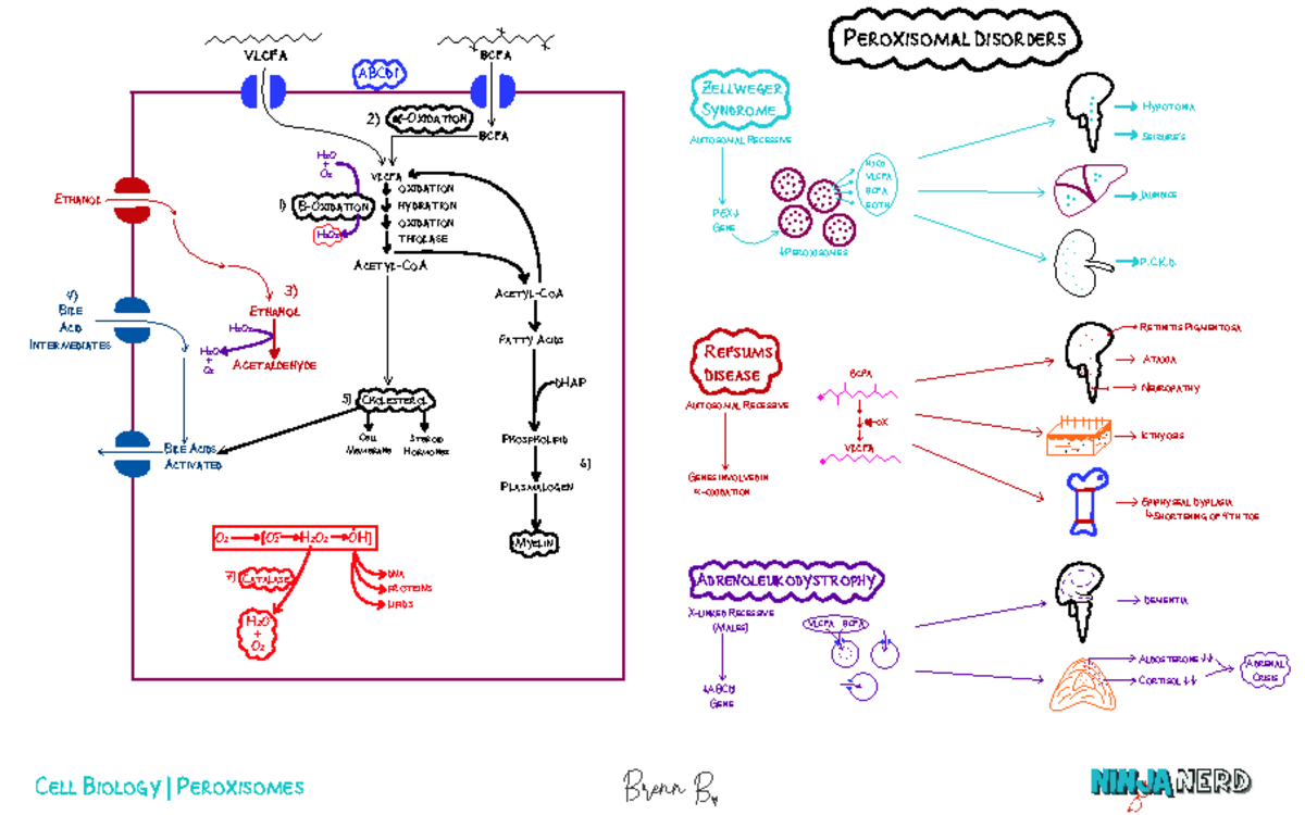 4. Peroxisomes - Cell - Peroxisomal Disorders Zellweger Syndrome ...