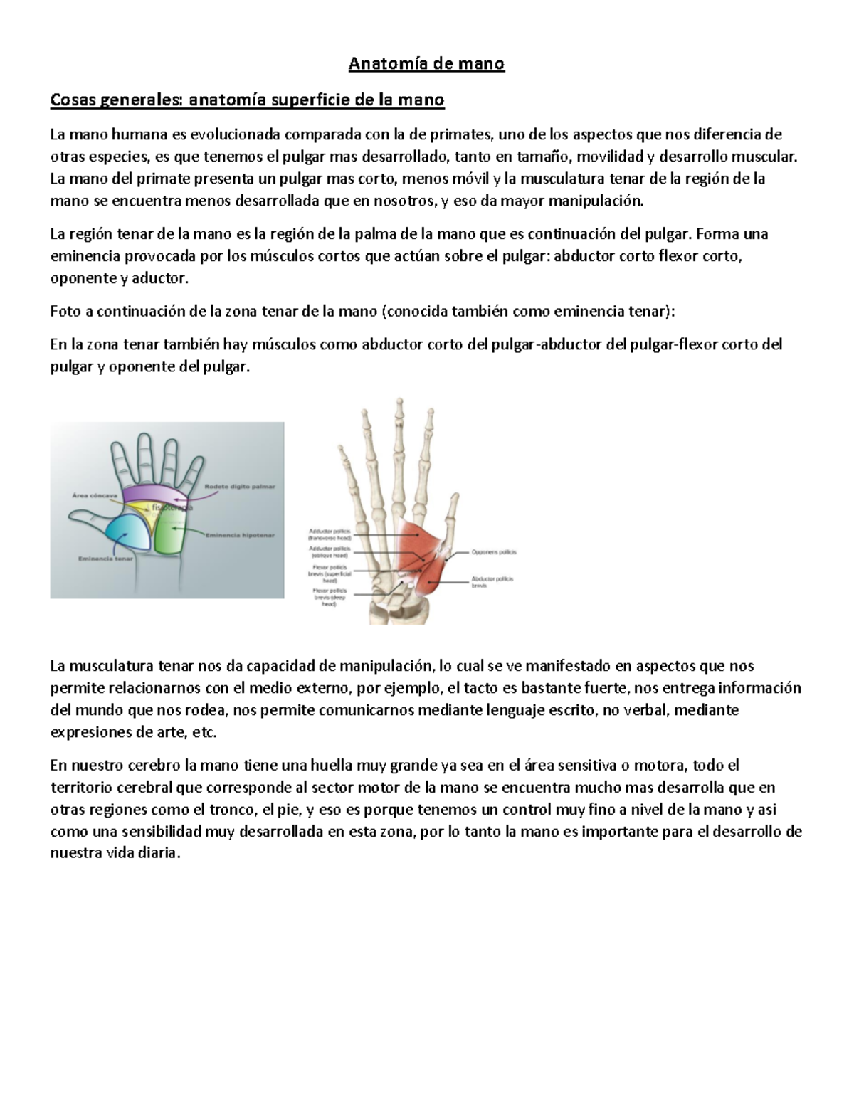 Anatomía de mano - apuntes anatomia descriptiva de mano - AnatomÌa de ...