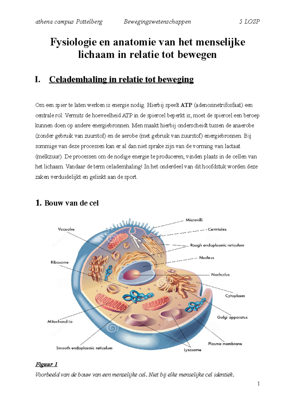 Anatomie - Fysiologie En Anatomie Van Het Menselijke Lichaam In Relatie ...