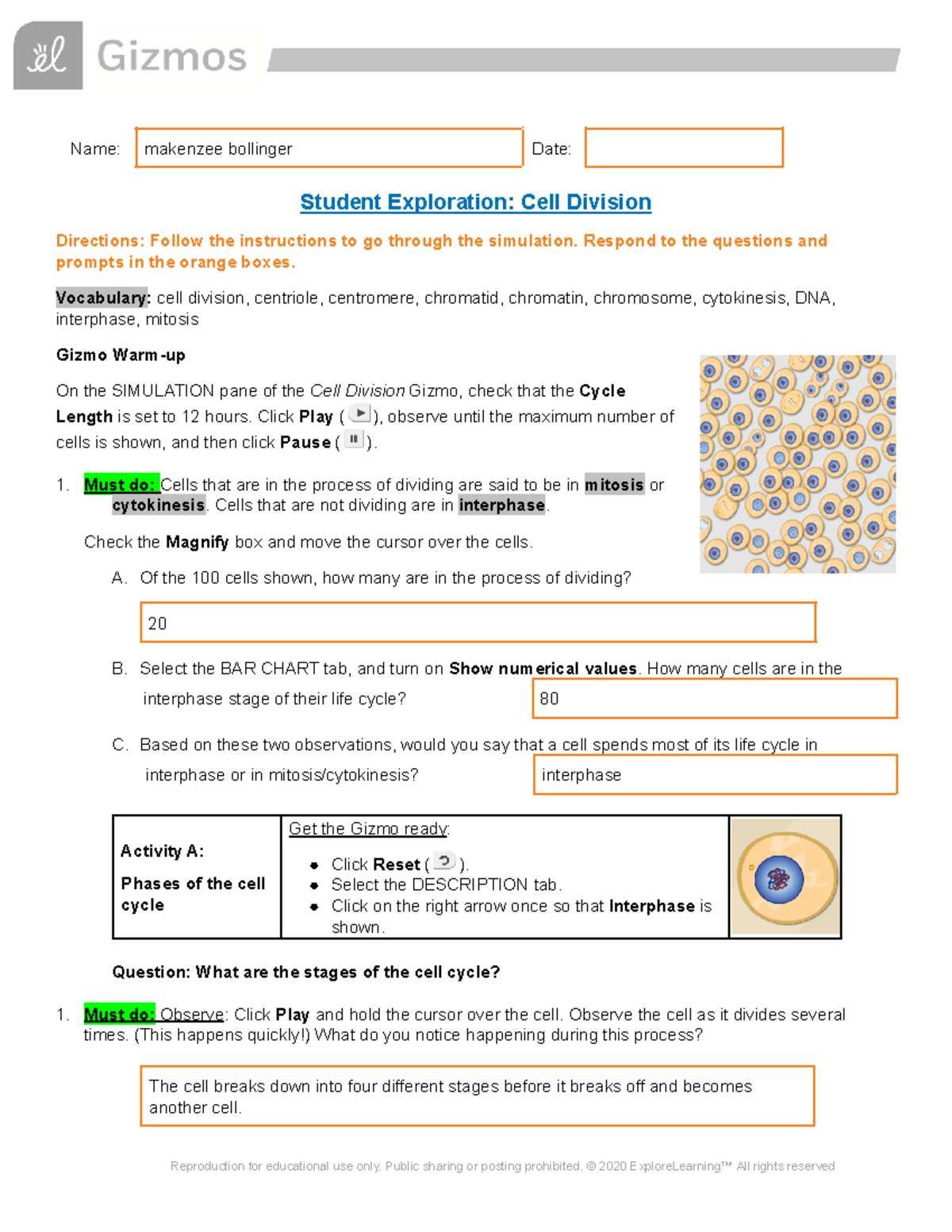 Mitosis Gizmo - qmkr;ge;ekq - Name: makenzee bollinger Date: Student ...