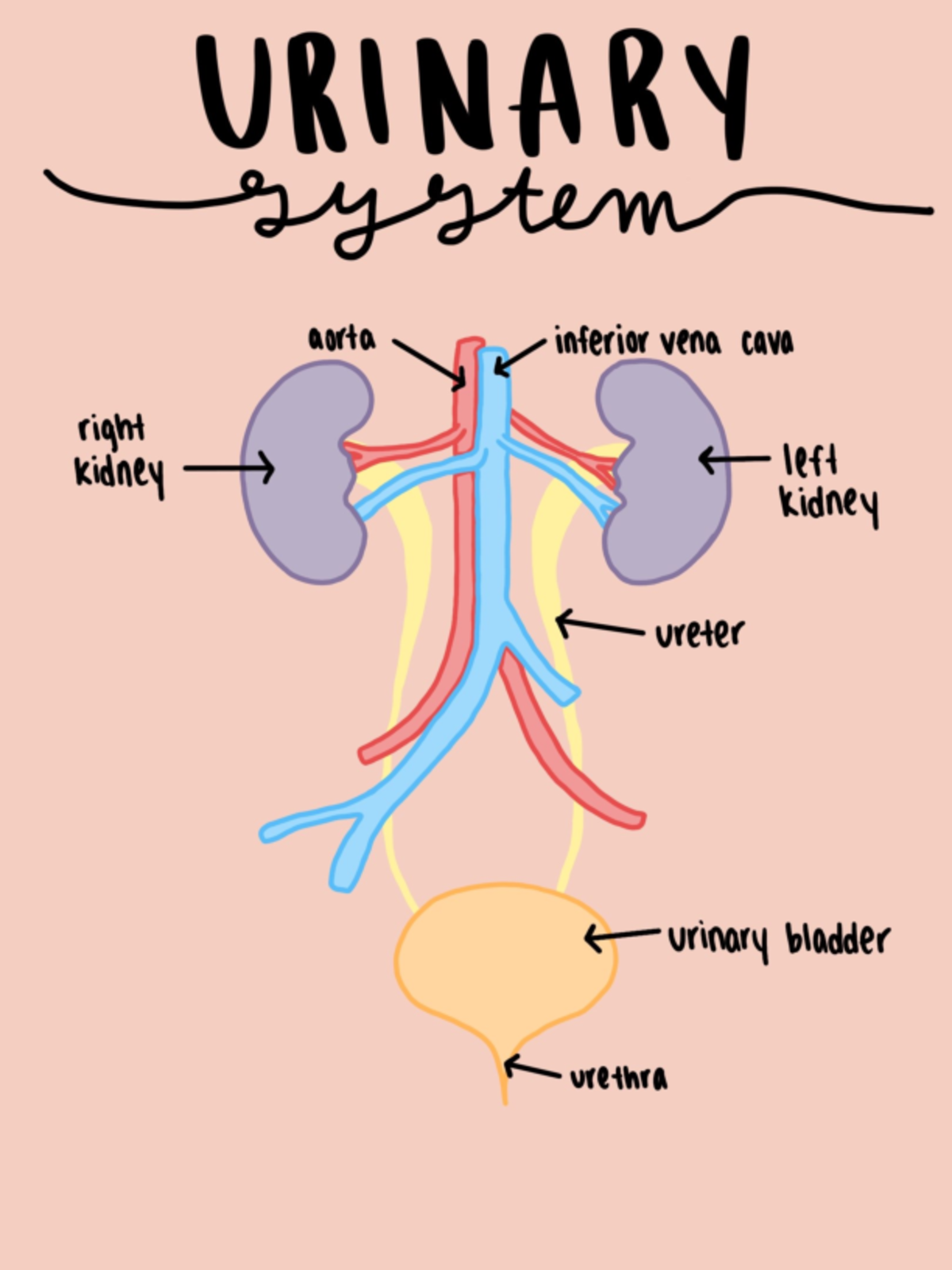 Urinary System & Fluid Balance - urinary system kidney function filters ...