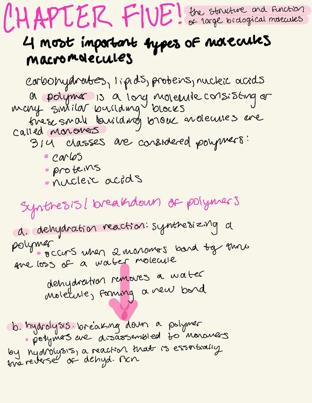 BSC2010 Carbohydrates, Lipids, Proteins, And Nucleic Acids - The ...