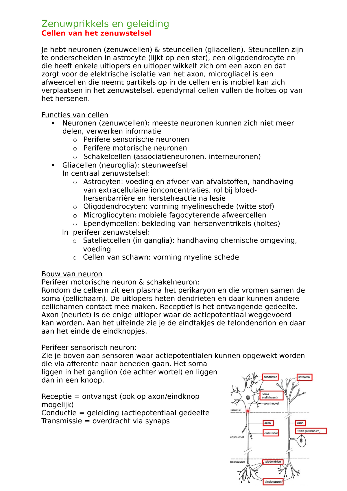 Fysiologie P3 - Zenuwprikkels En Geleiding Cellen Van Het Zenuwstelsel ...