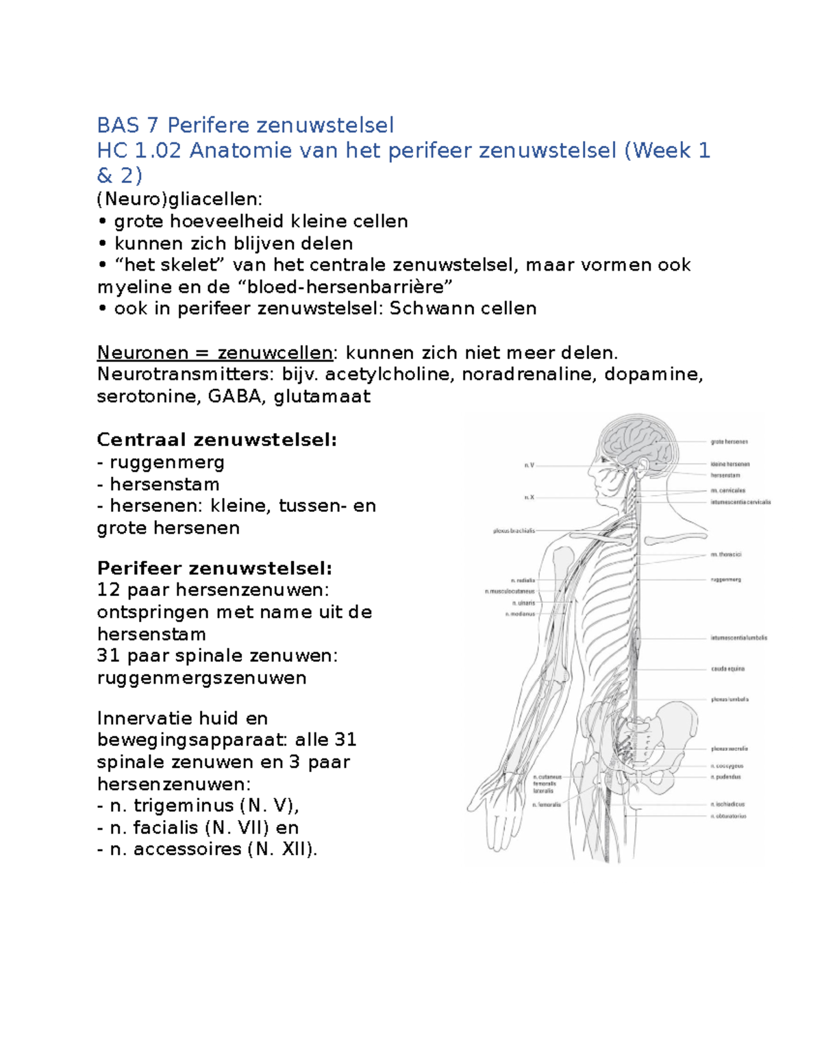 BAS 7 Perifere Zenuwstelsel - BAS 7 Perifere Zenuwstelsel HC 1 Anatomie ...