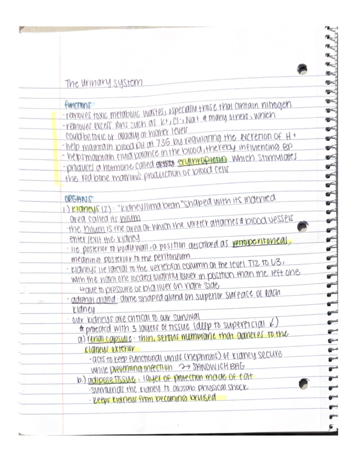 Anatomy and Physiology 2 The Urinary System Notes - HSCI 2021 - Studocu