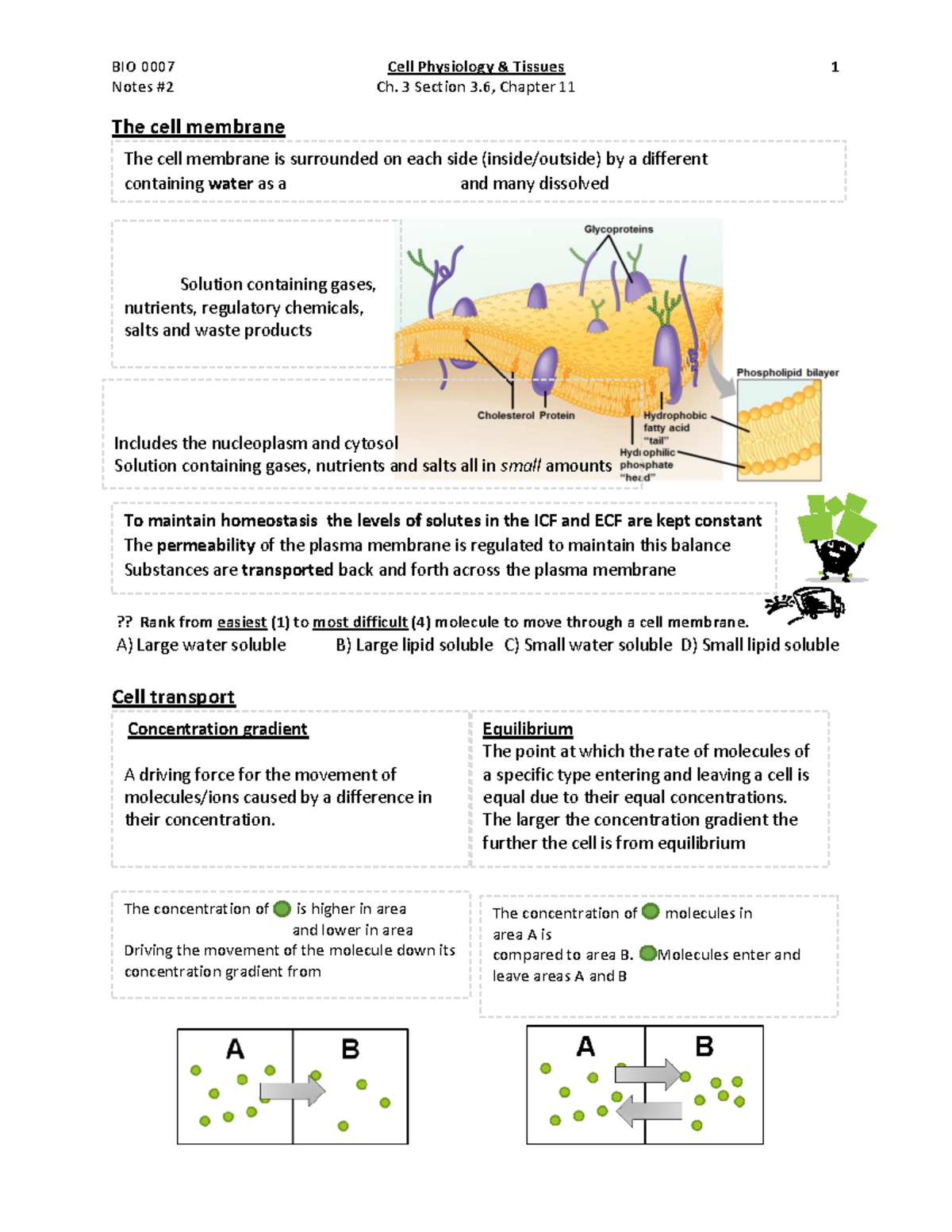 2 Notes Cell Physiology Ch3 - Warning: TT: undefined function: 32 Notes ...