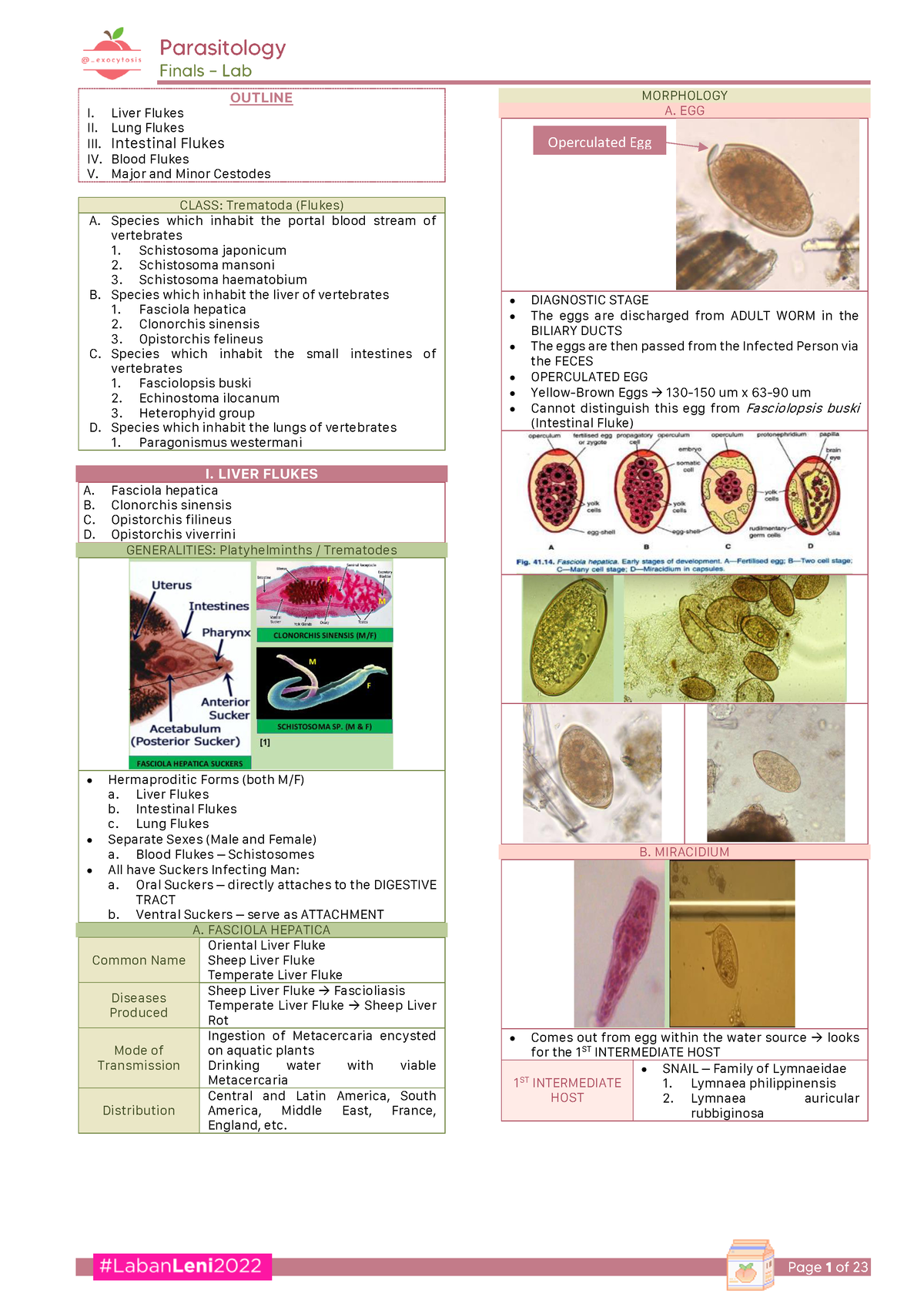 Parasitology - Finals LAB - OUTLINE I. Liver Flukes II. Lung Flukes III ...