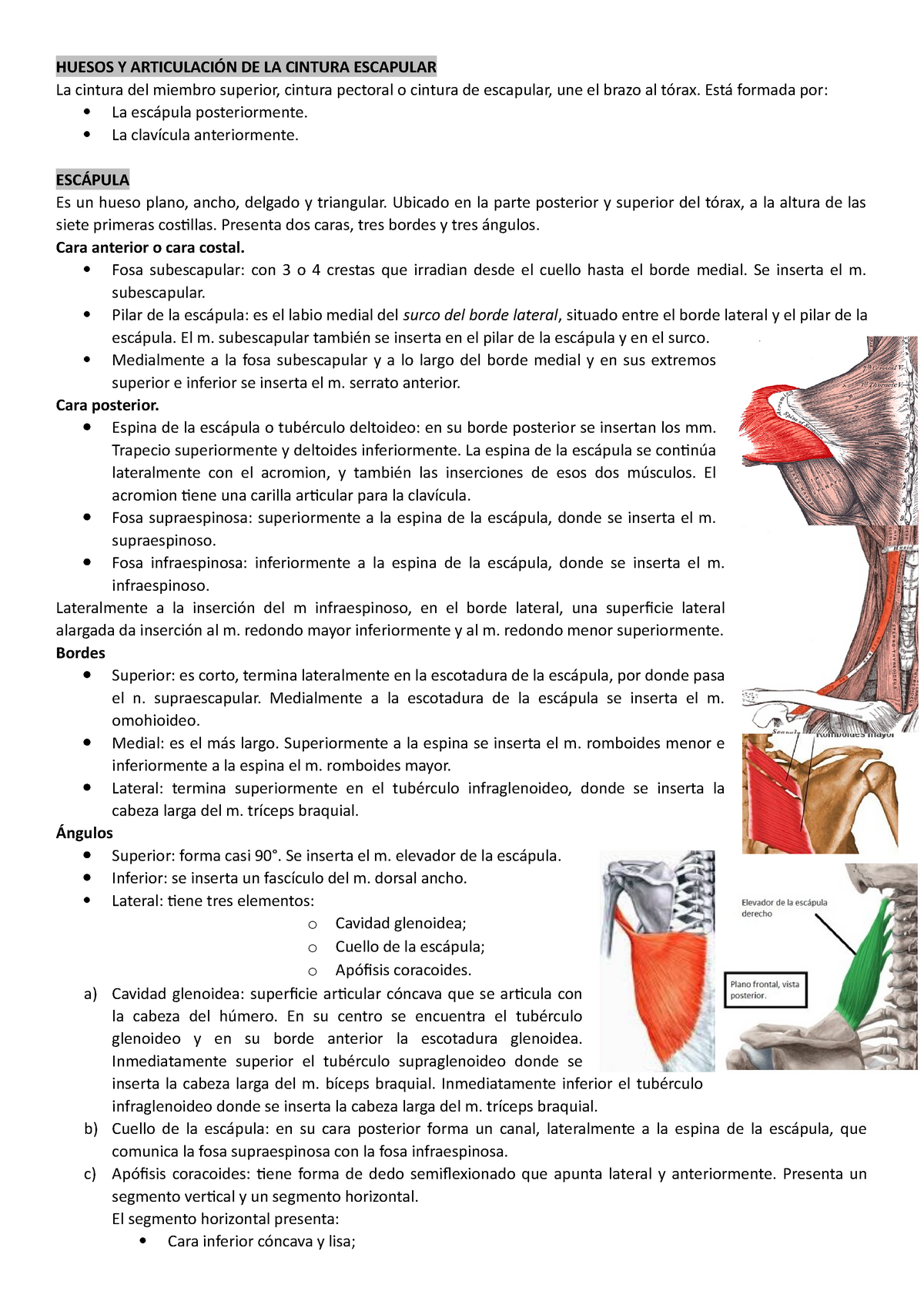 Huesos y articulación de la cintura escapular - Resumen Rouviere - HUESOS Y  ARTICULACIÓN DE LA - Studocu