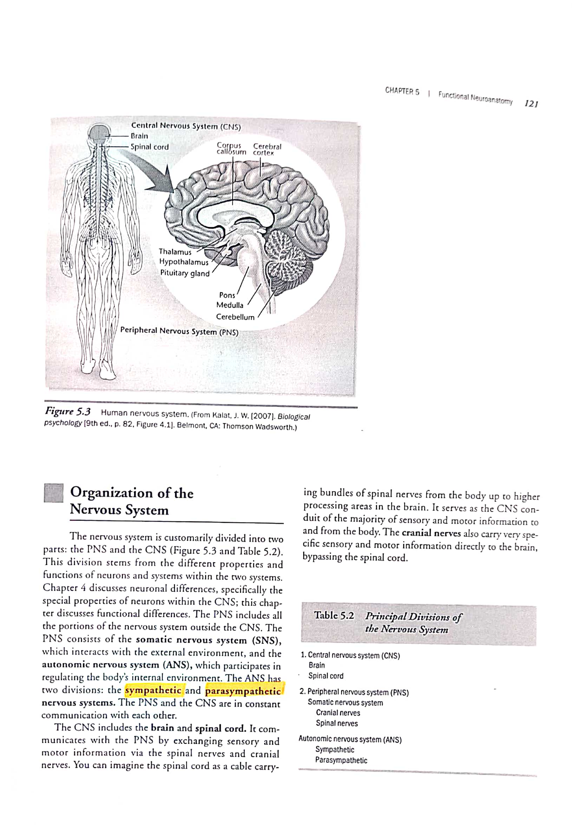 1.A- Functional Neuroanatomy Of The Brain - Psychology - Studocu