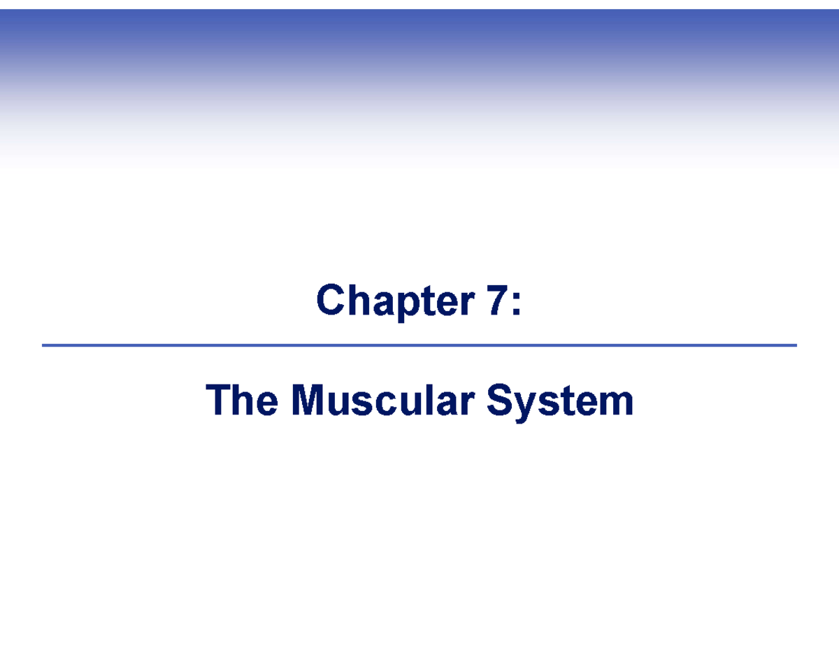 Chapter 7 Muscular System Powerpoint Chapter 7 The Muscular System
