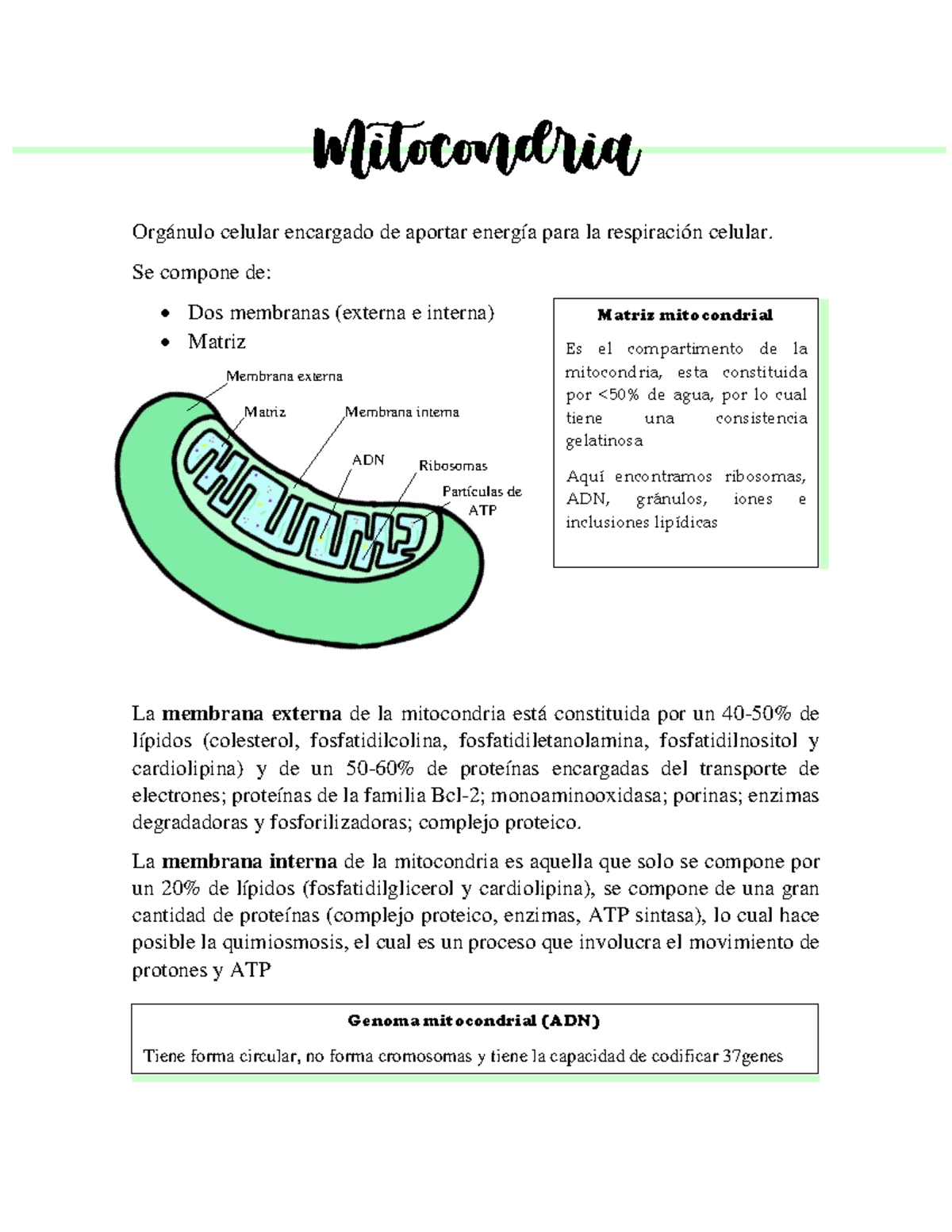 Mitocondria Membrana interna Membrana externa Matriz ADN Ribosomas Partículas de ATP Mitocondria Membrana interna Membrana externa Matriz ADN Ribosomas Partículas de ATP