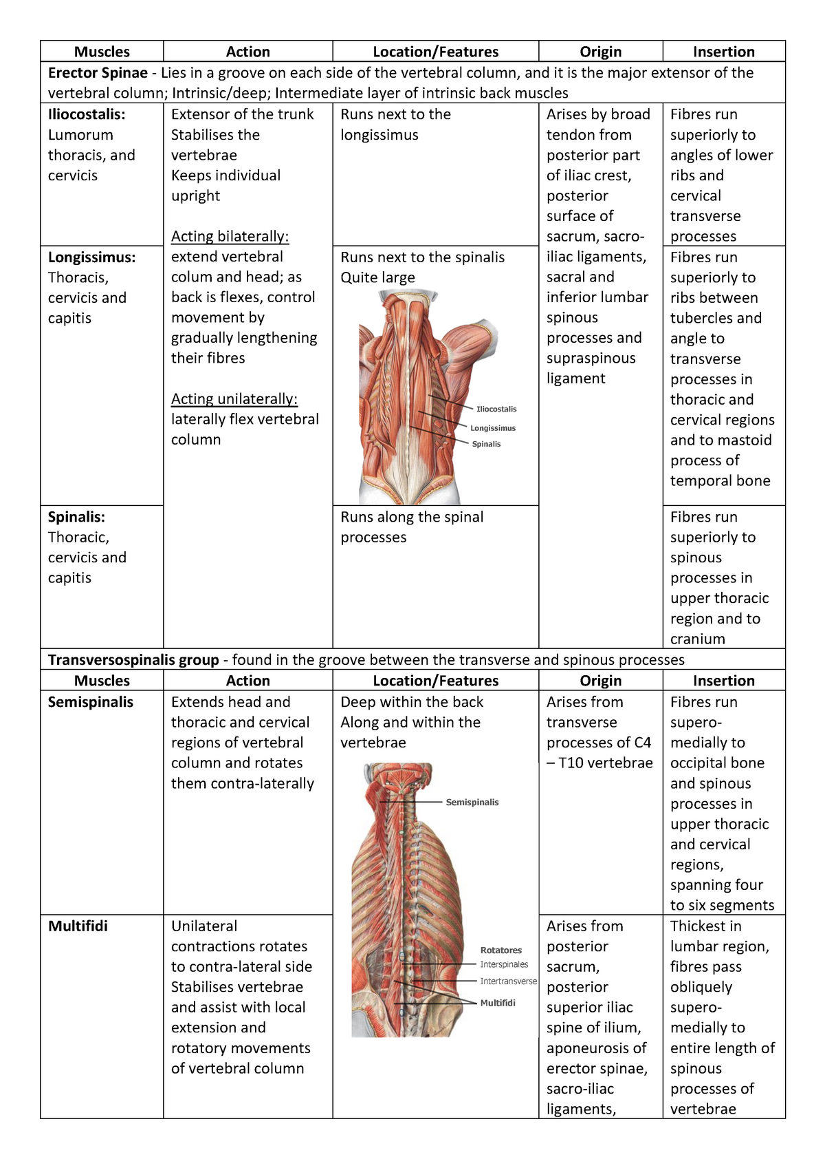 Anatomy - Muscles Action Location/Features Origin Insertion Erector ...