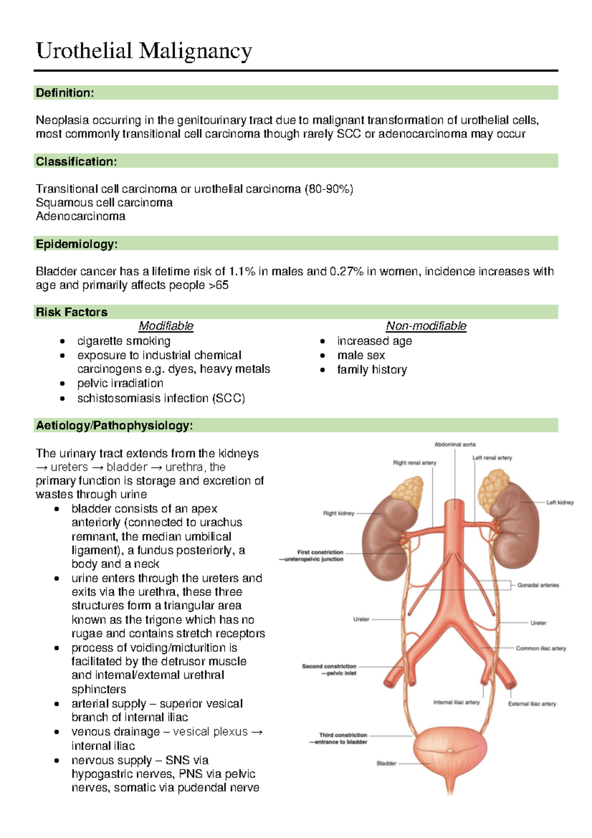 Urothelial Malignancy - Urothelial Malignancy Definition: Neoplasia ...