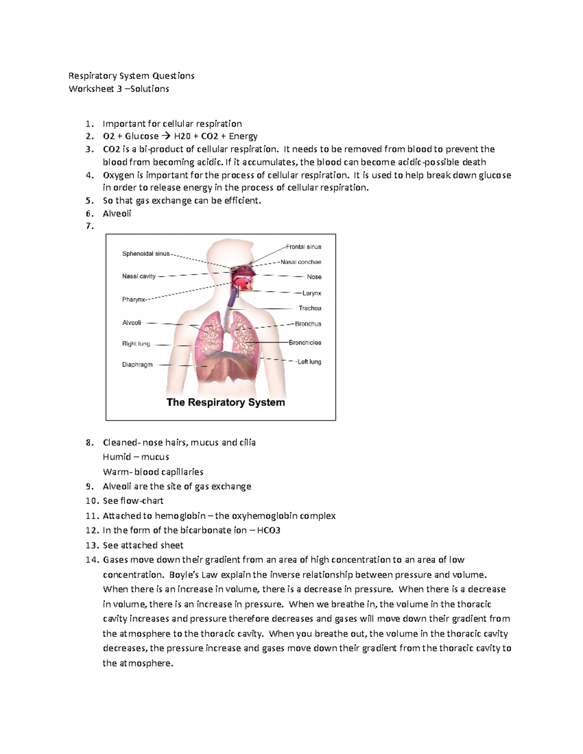 Worksheet answers 31 - Respiratory System Questions Worksheet 3 ...