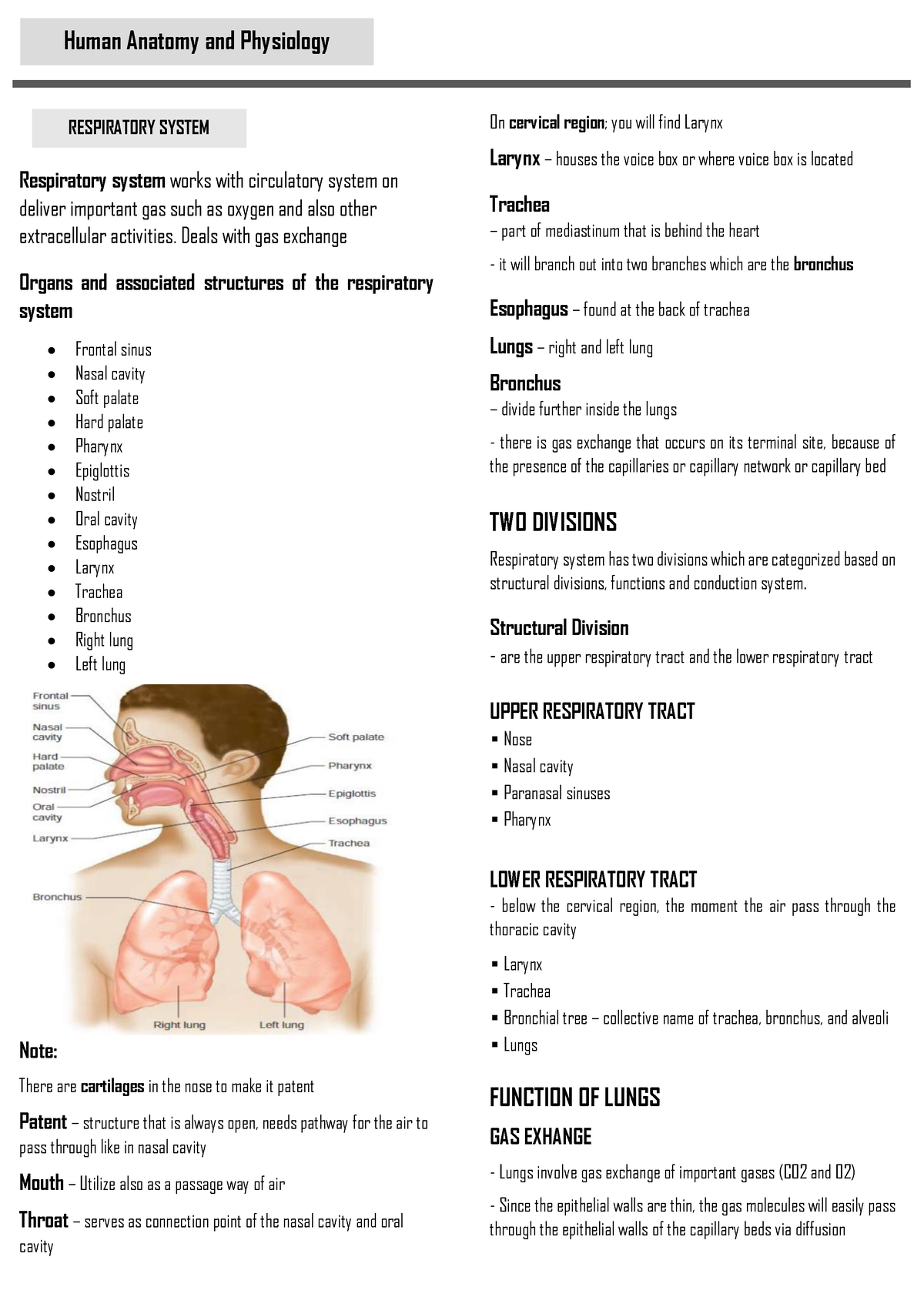 Anatomy - Respiratory System Summary - Respiratory system works with ...