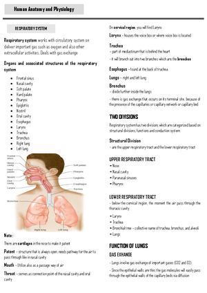 Anaphy Midterm Exam 5 - Practice materials in Anatomy and Physiology ...