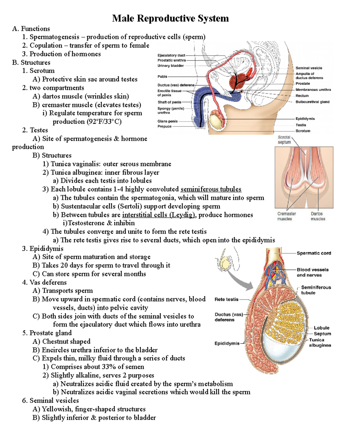 Male Reproductive System Outline - Male Reproductive System A ...