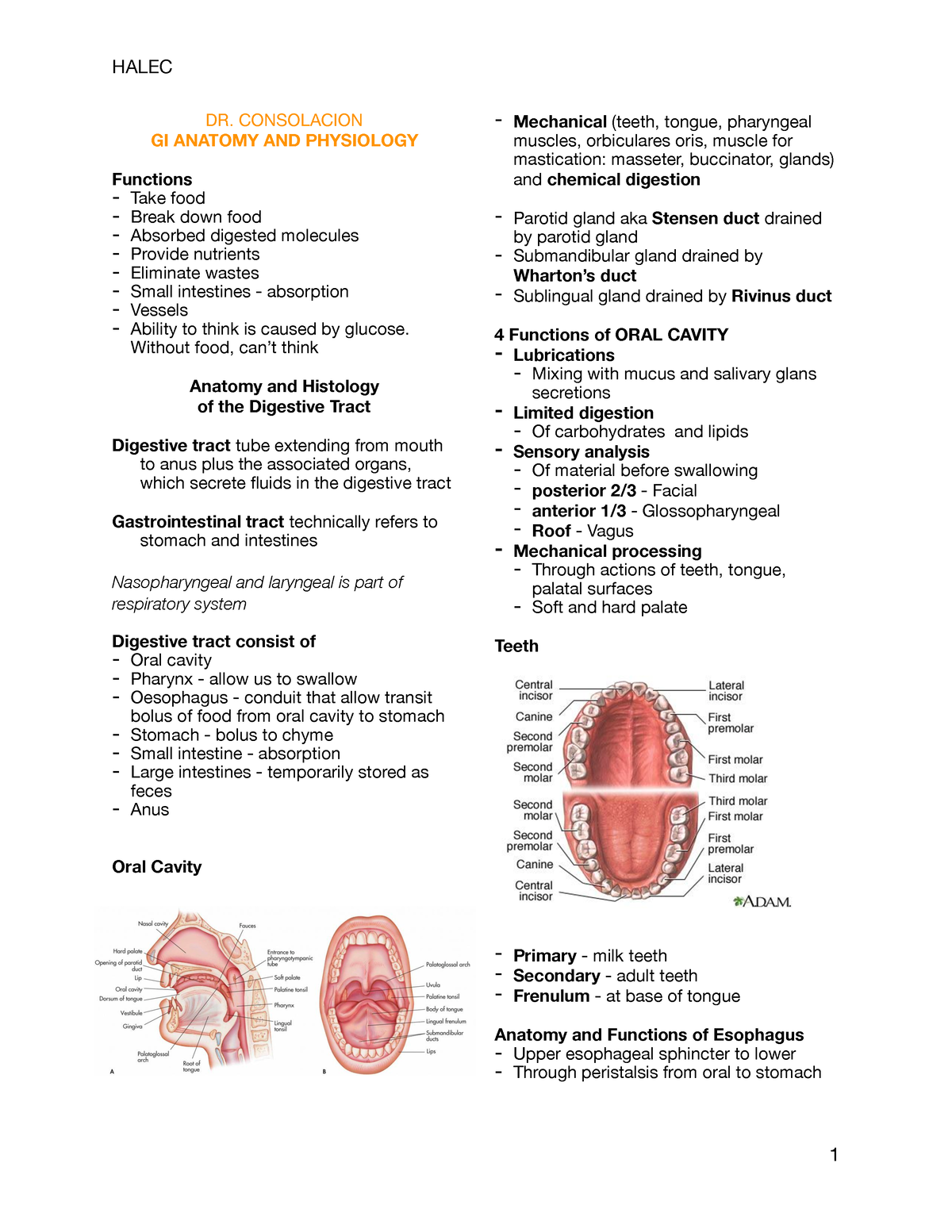 2Gastrointestinal Anatomy and Physiology - DR. CONSOLACION GI ANATOMY ...