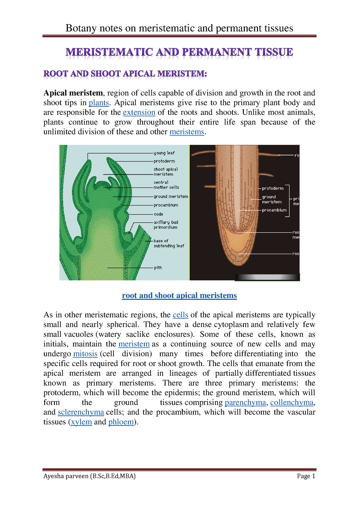 Meristematic And Permanent Tissue Apical Meristem Region Of Cells 