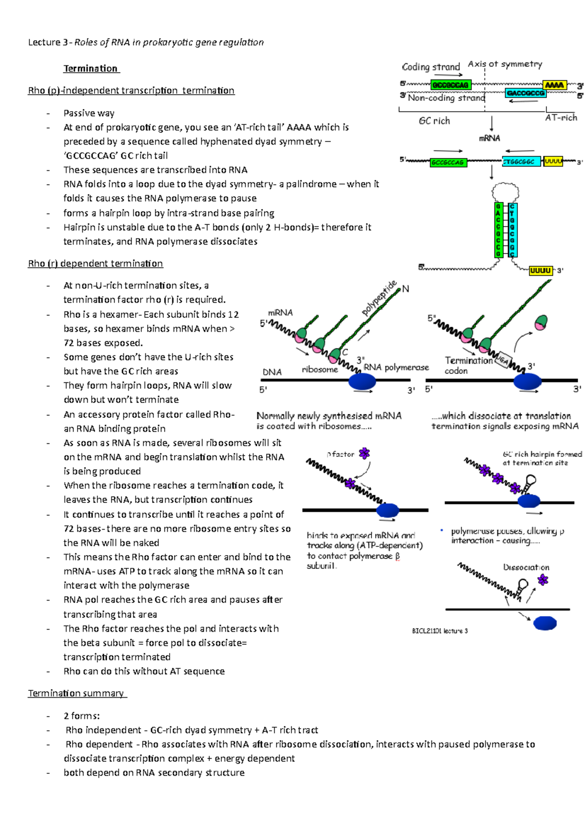 Lecture 3 RN - Lecture 3- Roles of RNA in prokaryotic gene regulation ...