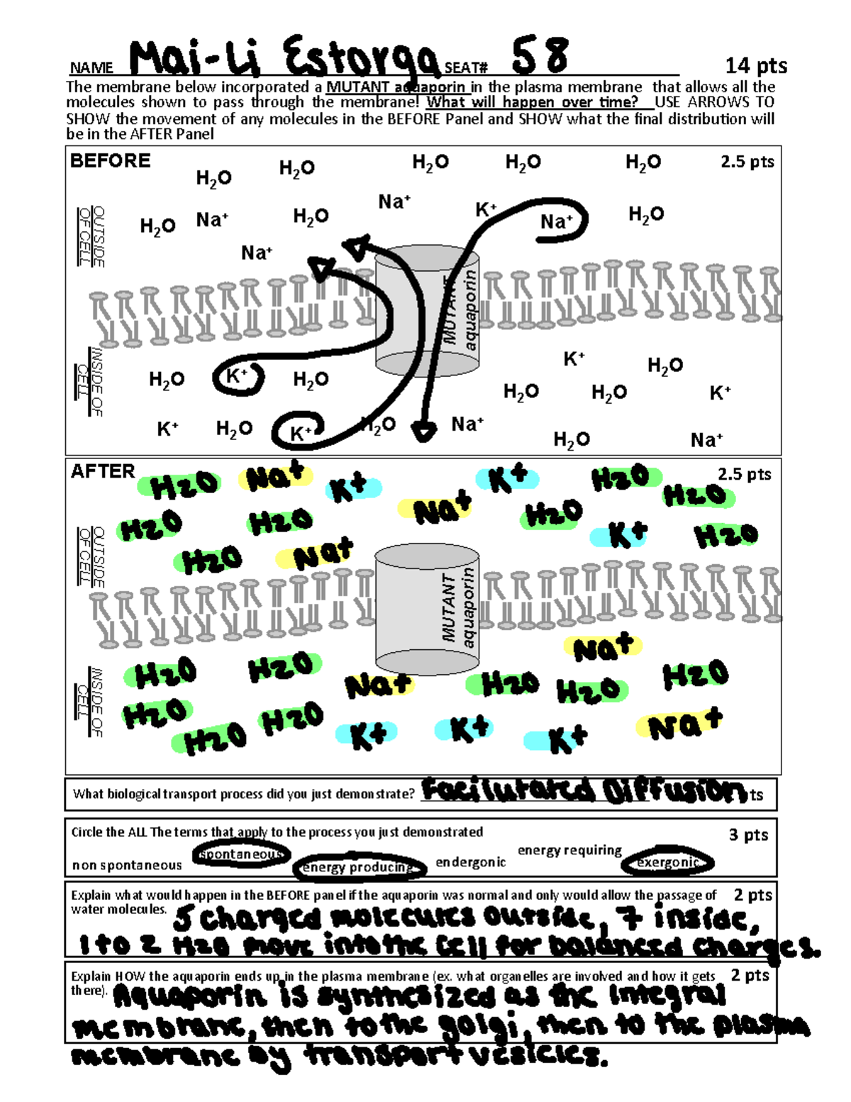 IN+ Class+9-28+ Transport - NAME ...