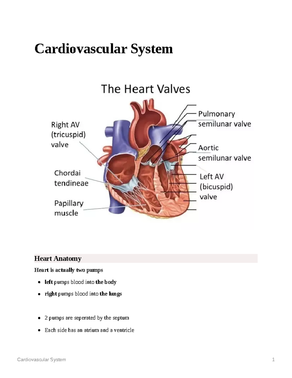 Cardiovascular System - Cardiovascular System Heart Anatomy Heart is ...