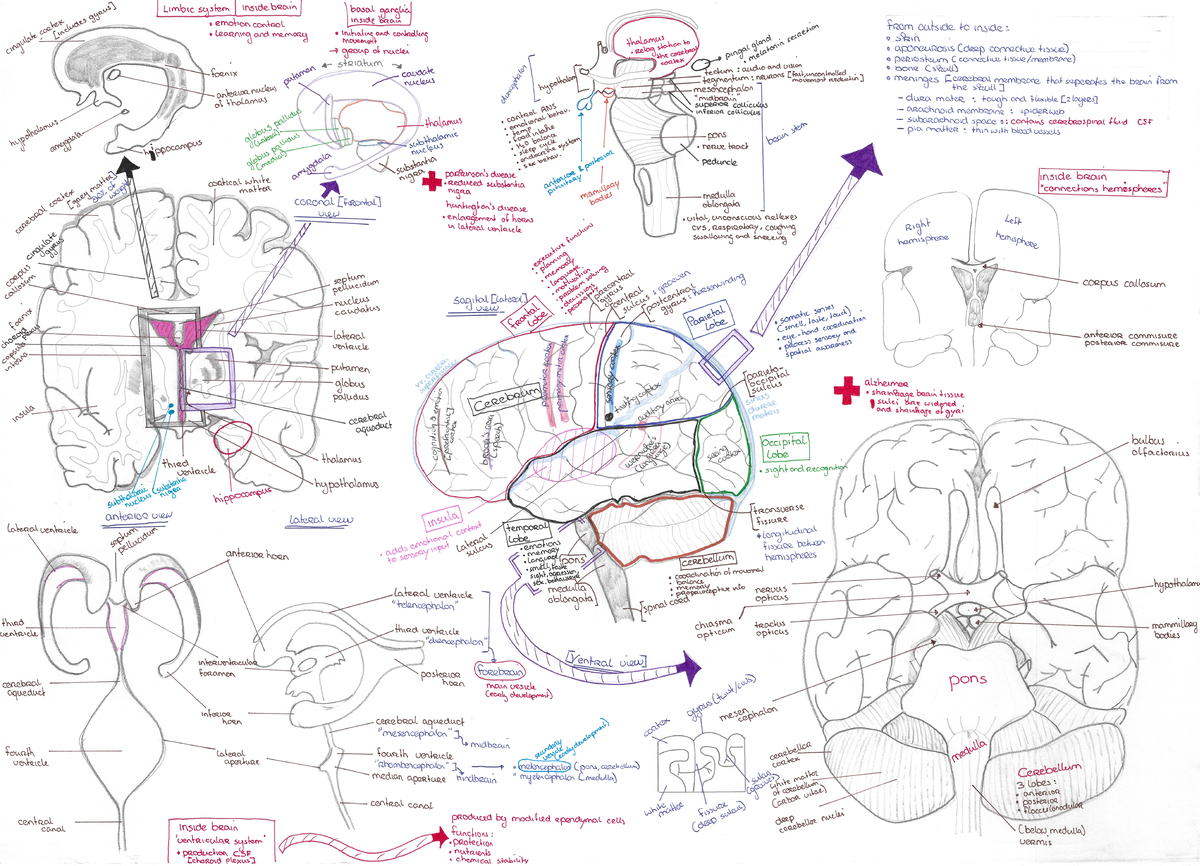 Brain A - Anatomie Van De Hersenen - Brain Behaviour And Movement ...