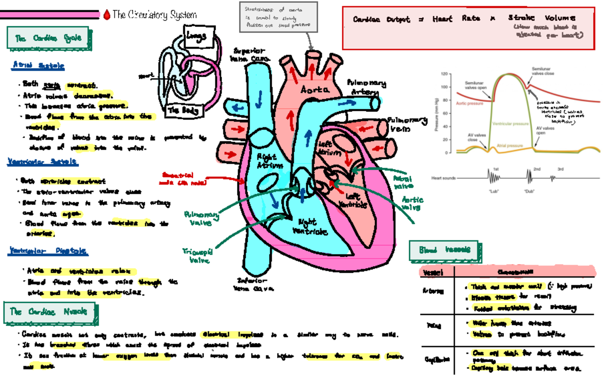 Circulatory System Notes - 🩸 The Circulatory System Stretch iness of ...