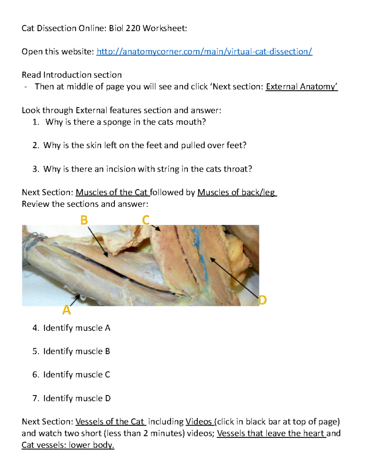 Cat Dissection Online Why is there a sponge in the cats mouth? 2. Why
