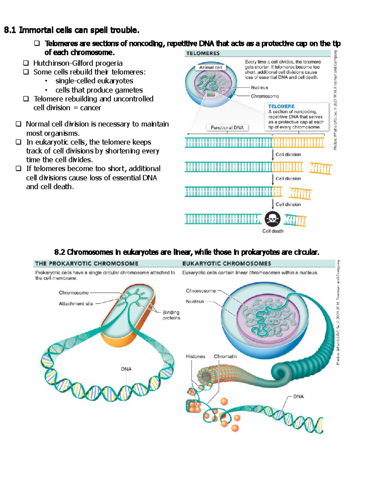 Exploring Biology Chapter 8Notes - 8. 1 Immortal cells can spell ...