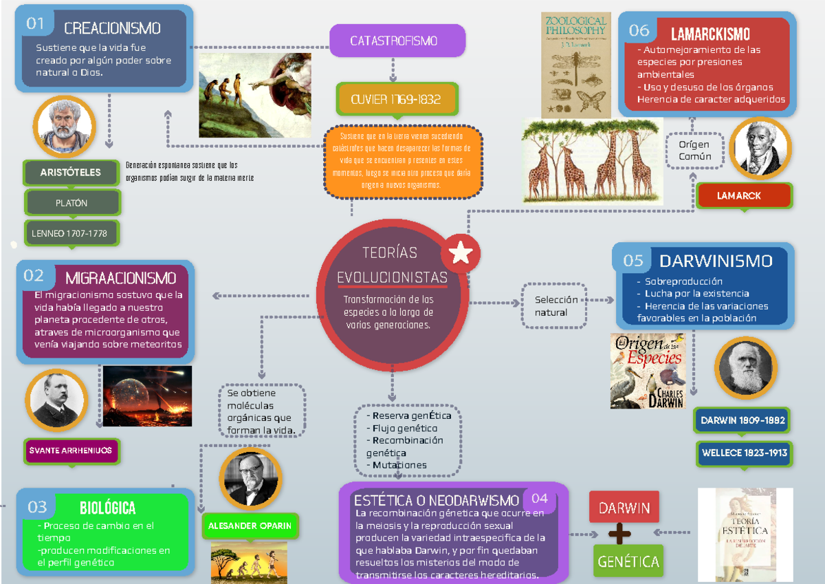 Teoria De La Evolucion Mapa Mental