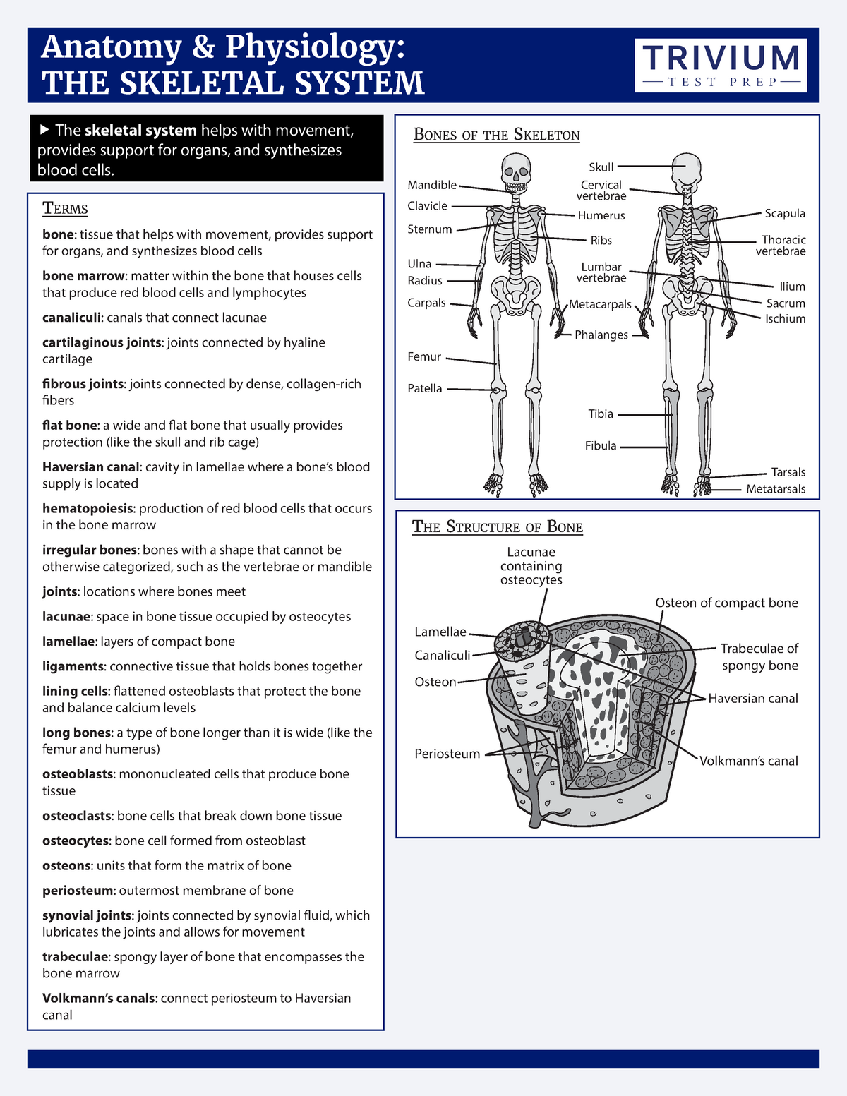 Skeletal System - Anaphy Cheat Sheet (terms) - Anatomy And Physiology ...