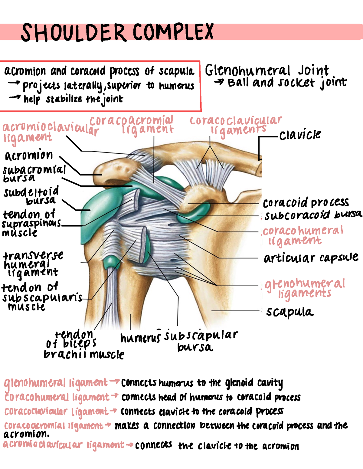 Shoulder Complex Shoulder Complex Acromion And Coracoid Process Of