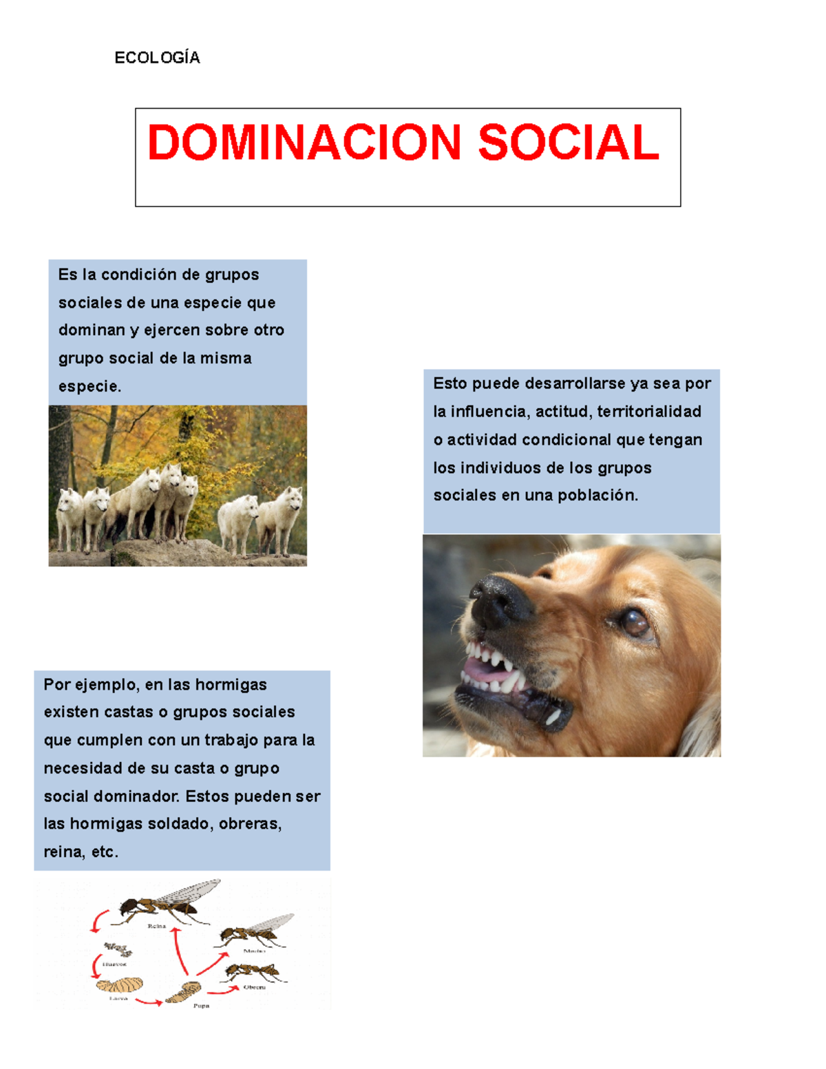 Relaciones Intraespec ficas ECOLOG A DOMINACION SOCIAL Por Ejemplo