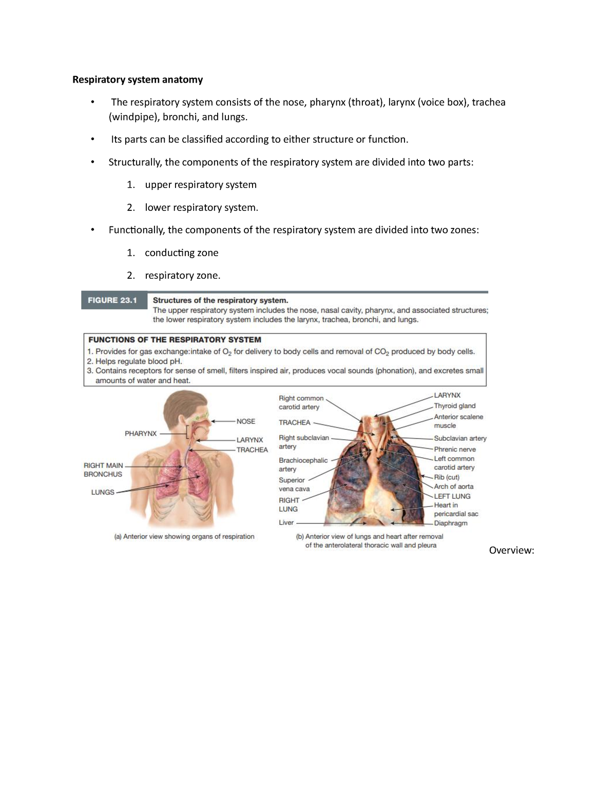 Respiratory- System - 3563563 - Respiratory system anatomy - The ...