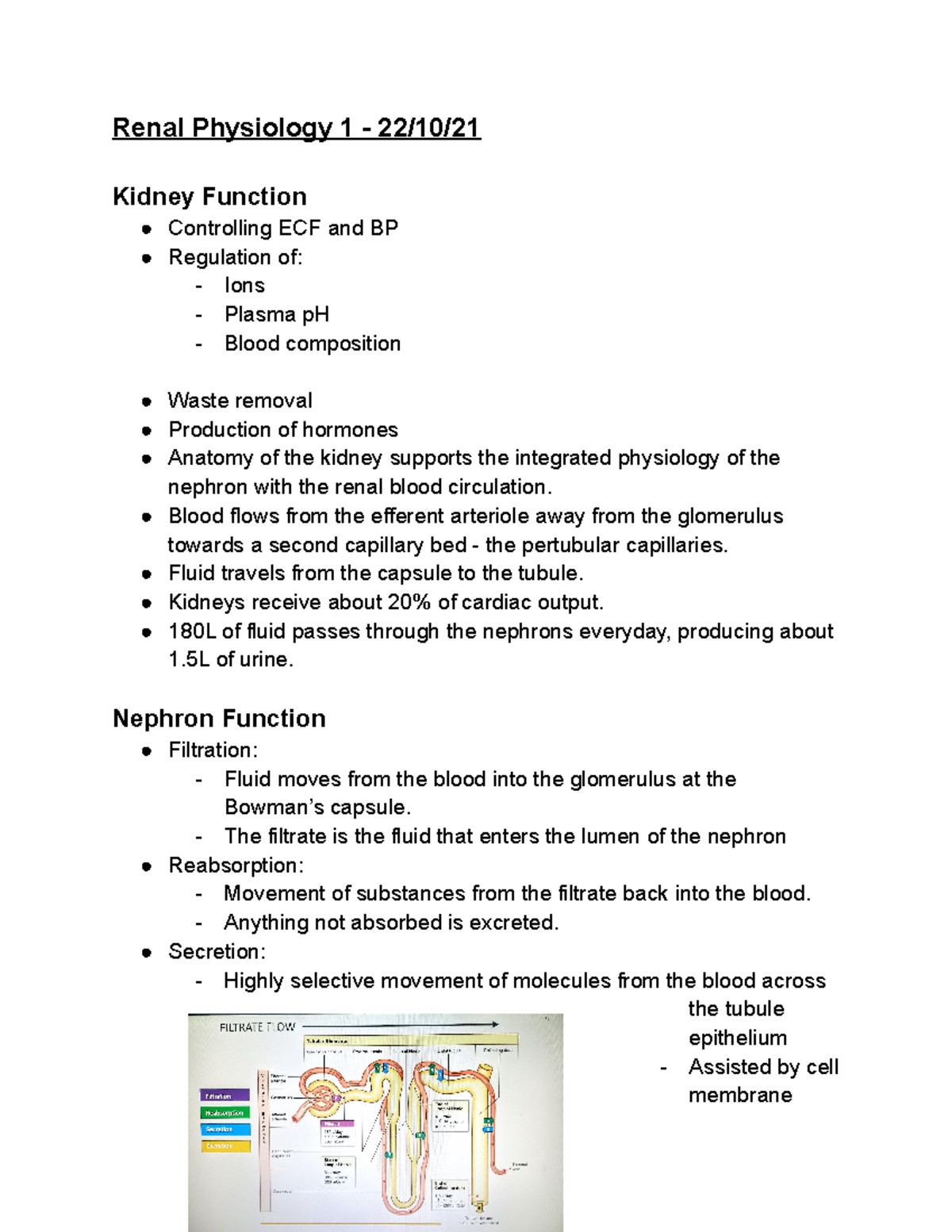 Renal Physiology 1 Blood flows from the efferent arteriole away from