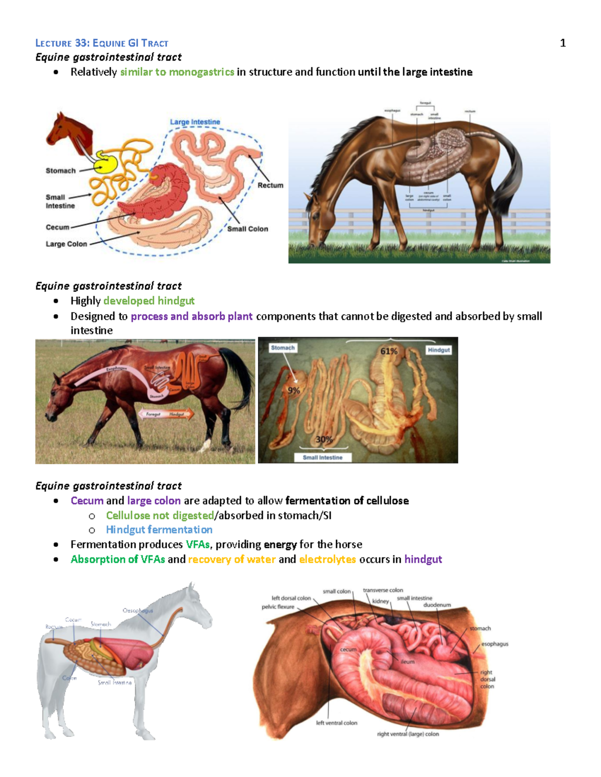Lecture 33 Equine GI Tract Equine gastrointestinal tract