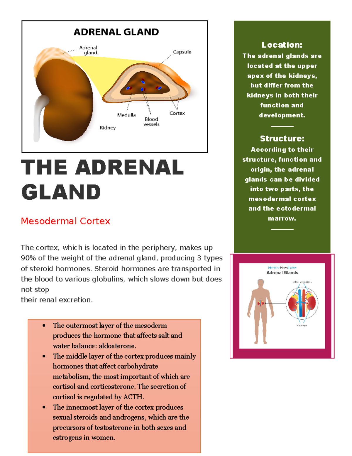 THE Adrenal Gland - Knauss Class - THE ADRENAL GLAND Mesodermal Cortex ...