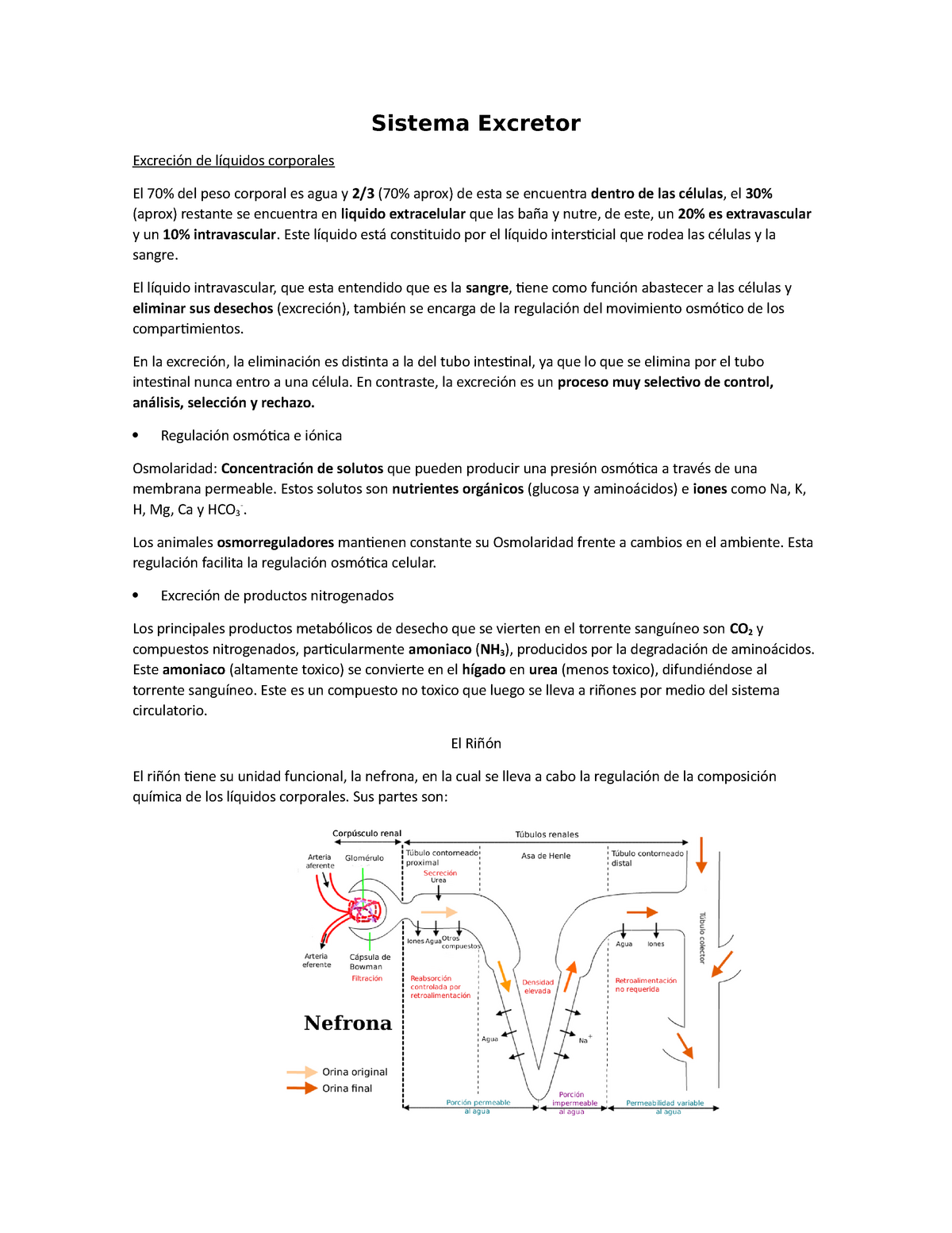 Sistema Excretor Resumen Sobre Biologia Sistema Excretor De