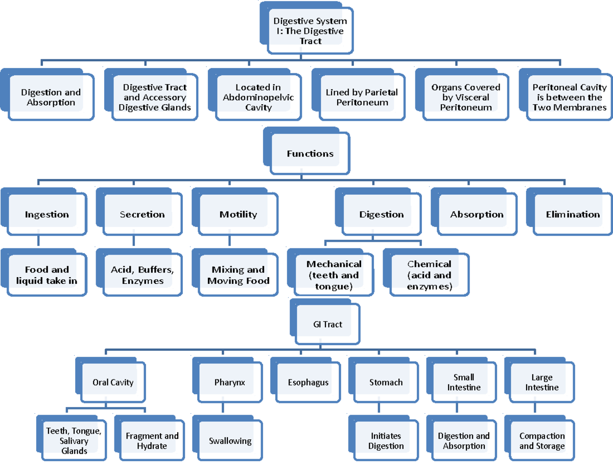 Digestive Tract I Flow Chart Digestive System I The Digestive Tract Digestion And Absorption