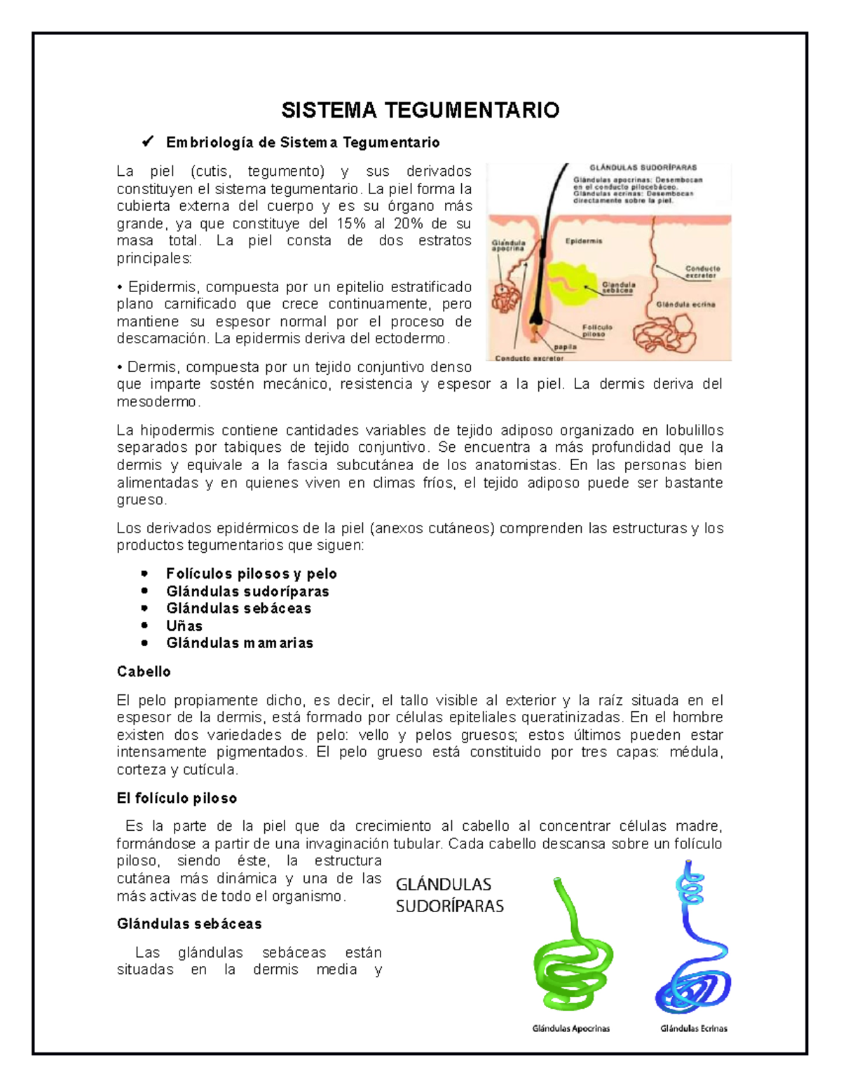 Resumen Sistema Tegumentario, Se Explica Capas De La Piel. - SISTEMA ...