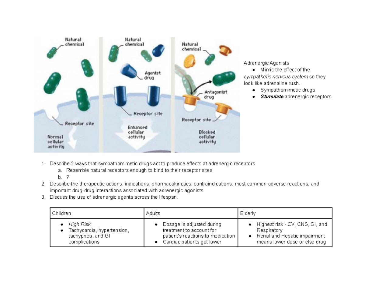 Pharm Notes Quiz 2 - Exam Review Guide - Adrenergic Agonists Mimic The ...