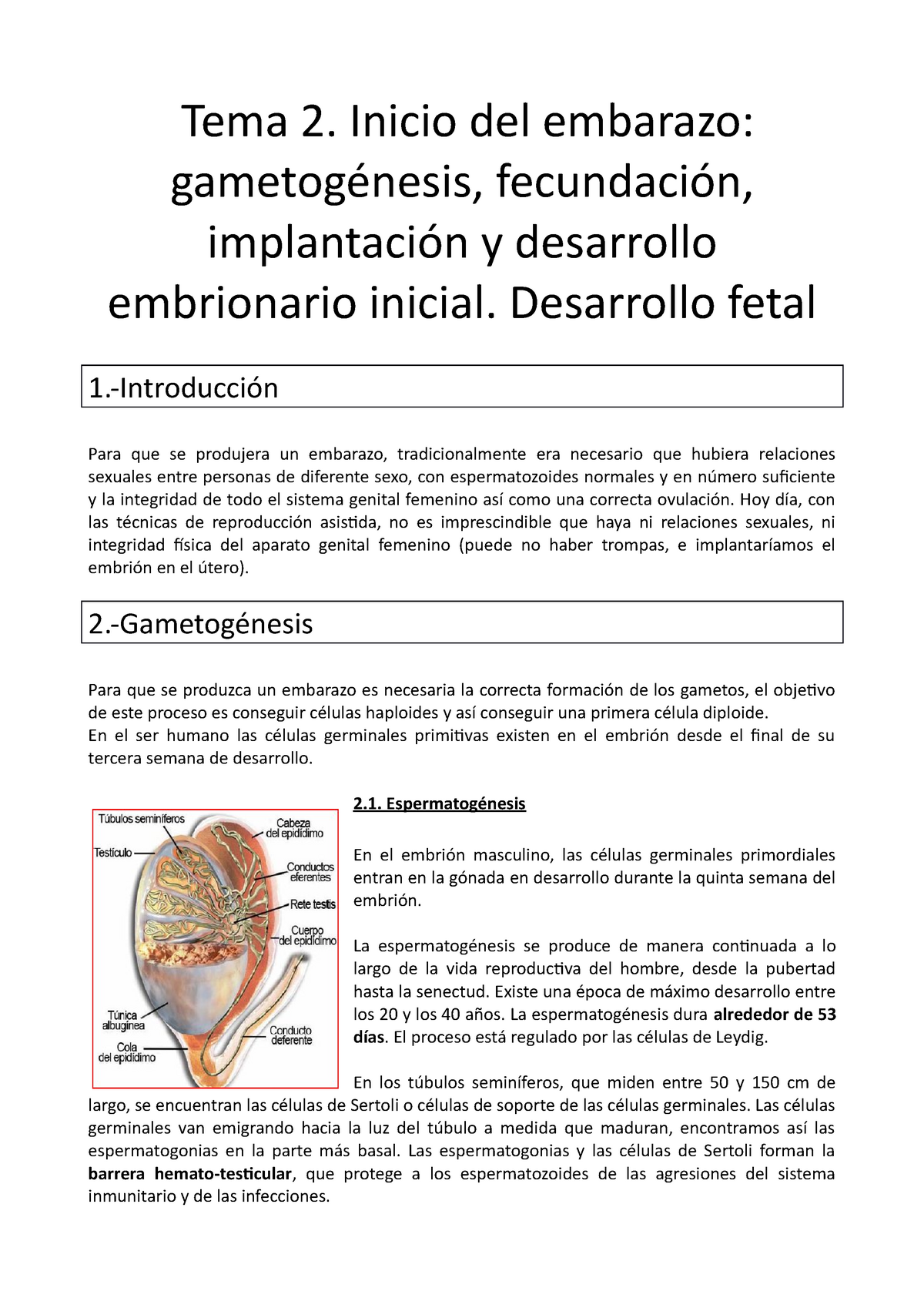 Tema 2 Inicio Del Embarazo Gametogénesis Fecundación Implantación Y Desarrollo Embrionario 